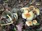 Sárga kénvirággomba (Hypholoma fasciculare), Somogy